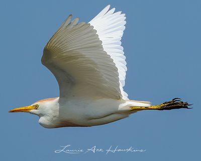 CATTLE EGRET