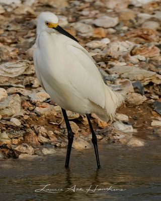 SNOWY EGRET