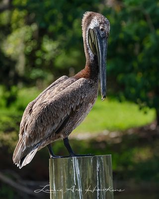 BROWN PELICAN