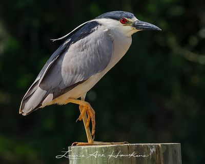 BLACK-CROWNED NIGHT HERON