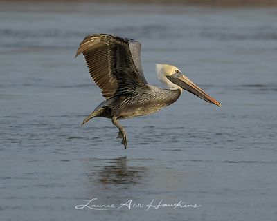 PELICANS