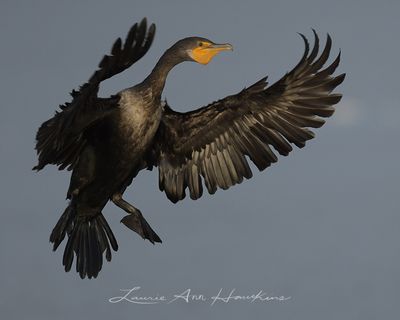 DOUBLE-CRESTED CORMORANT