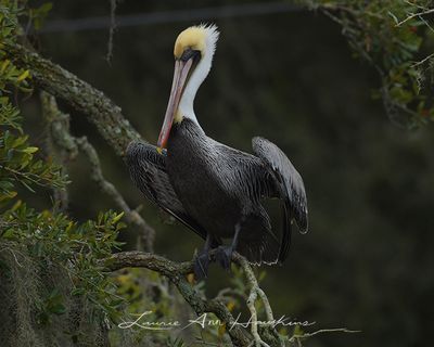 PELICANS, CORMORANTS, ANHINGAS & FRIGATEBIRDS