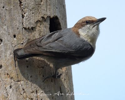 BROWN-HEADED NUTHATCH
