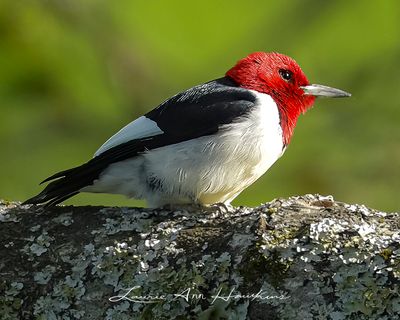 WOODPECKERS, BARBETS AND TOUCANS