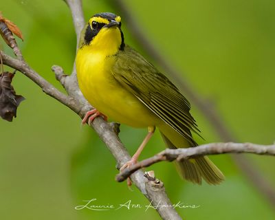KENTUCKY WARBLER