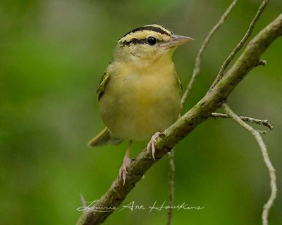 WORM-EATING WARBLER