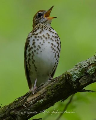 WOOD THRUSH