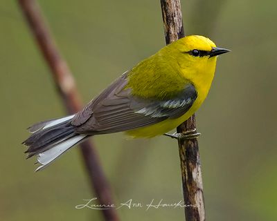 BLUE-WINGED WARBLER