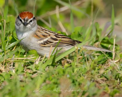 CHIPPING SPARROW