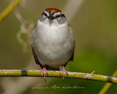 CHIPPING SPARROW