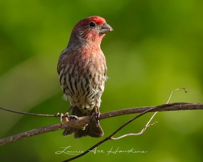 HOUSE FINCH
