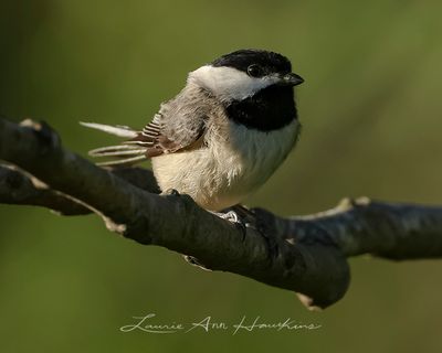 CAROLINA CHICKADEE
