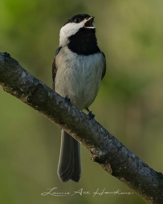 CAROLINA CHICKADEE