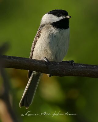 CAROLINA CHICKADEE