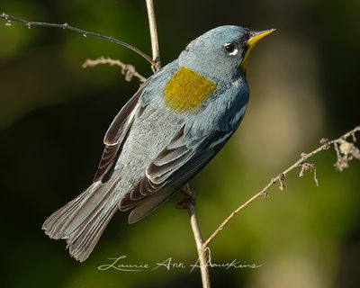 NORTHERN PARULA