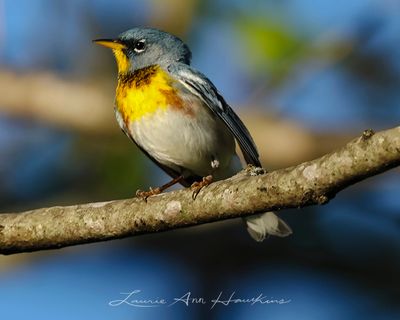 NORTHERN PARULA