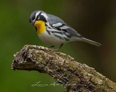 YELLOW-THROATED WARBLER