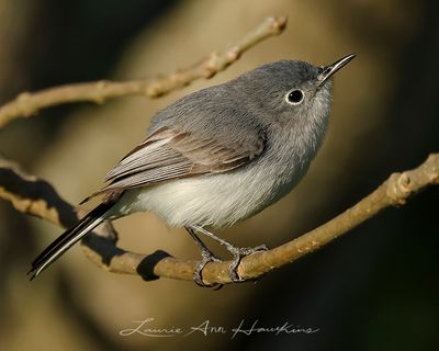 BLUE-GRAY GNATCATCHER