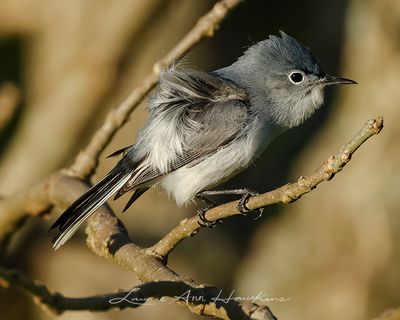 BLUE-GRAY GNATCATCHER