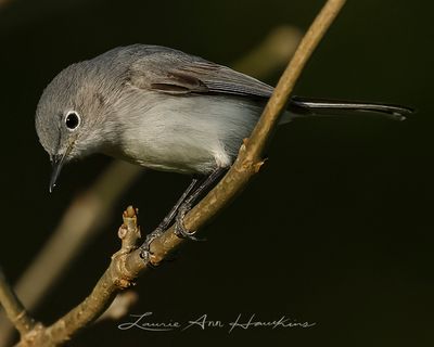 BLUE-GRAY GNATCATCHER