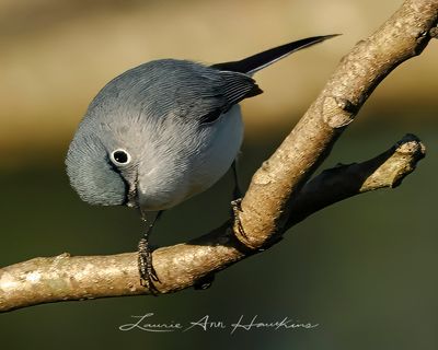 BLUE-GRAY GNATCATCHER