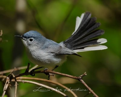 BLUE-GRAY GNATCATCHER