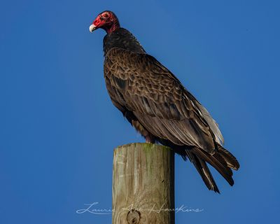TURKEY VULTURE