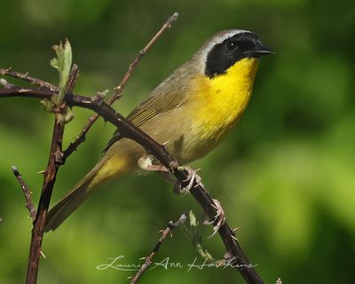 COMMON YELLOWTHROAT