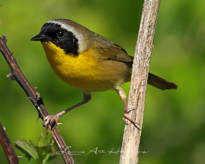 COMMON YELLOWTHROAT