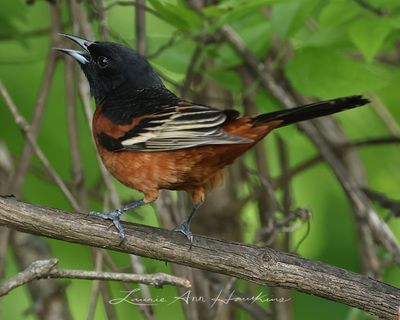 ORCHARD ORIOLE