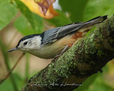 WHITE-BREASTED NUTHATCH