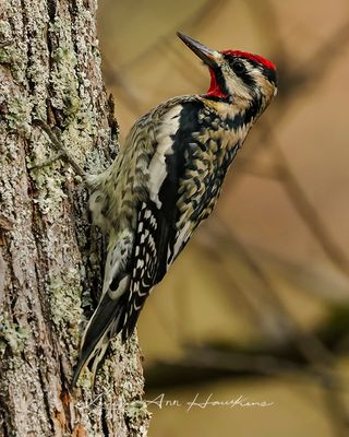 YELLOW-BELLIED SAPSUCKER ♂