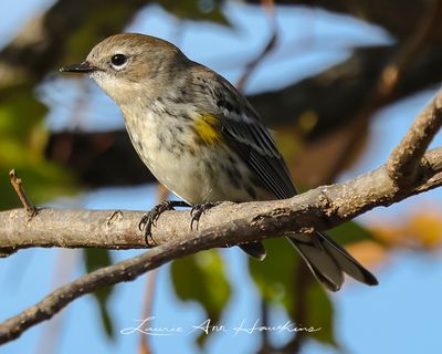 YELLOW-RUMPED WARBLER