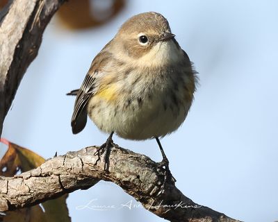 YELLOW-RUMPED WARBLER