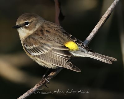 YELLOW-RUMPED WARBLER