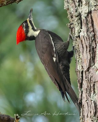 PILEATED WOODPECKER ◜