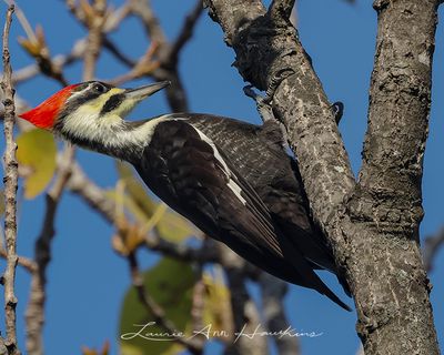 PILEATED WOODPECKER ◜