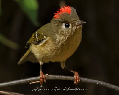 RUBY-CROWNED KINGLET