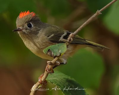 RUBY-CROWNED KINGLET