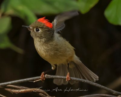 RUBY-CROWNED KINGLET