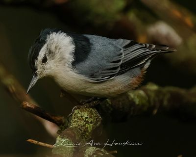 WHITE-BREASTED NUTHATCH