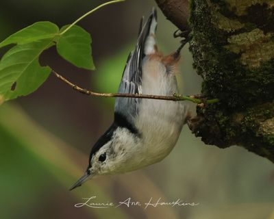 WHITE-BREASTED NUTHATCH