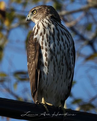 COOPER'S HAWK