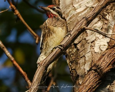 YELLOW-BELLIED SAPSUCKER  ♂