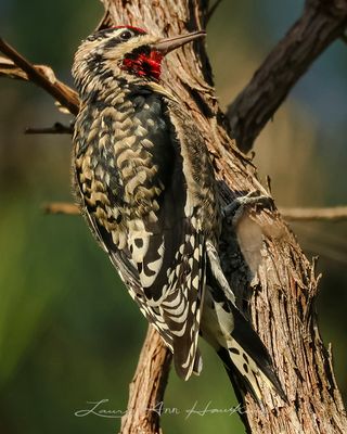 YELLOW-BELLIED SAPSUCKER  ♂