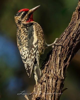 YELLOW-BELLIED SAPSUCKER  ♂