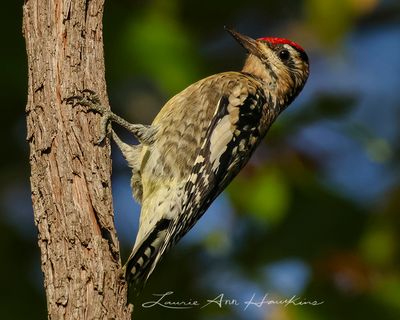 YELLOW-BELLIED SAPSUCKER 