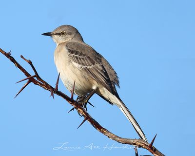 NORTHERN MOCKINGBIRD