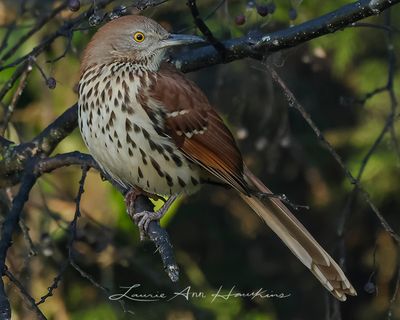 BROWN THRASHER